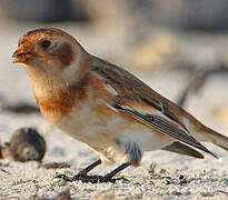 Snow Bunting