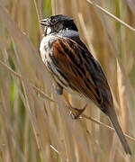 Common Reed Bunting