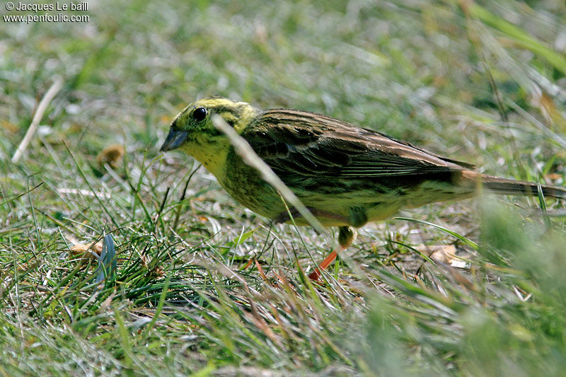 Bruant jaune