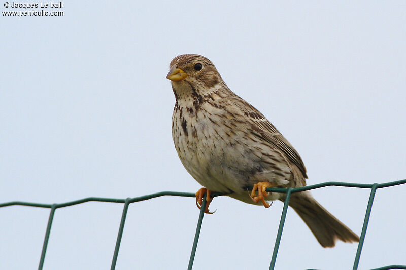 Corn Bunting