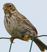 Corn Bunting