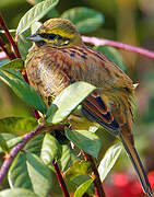 Cirl Bunting