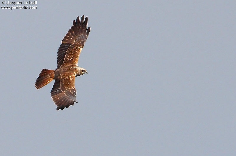 Western Marsh Harrier