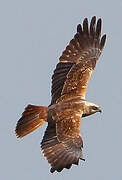 Western Marsh Harrier