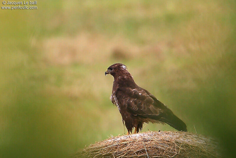 Common Buzzard