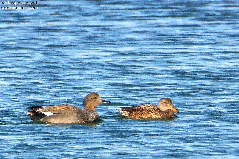 Canard chipeau