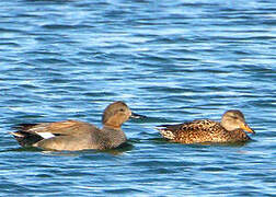 Gadwall