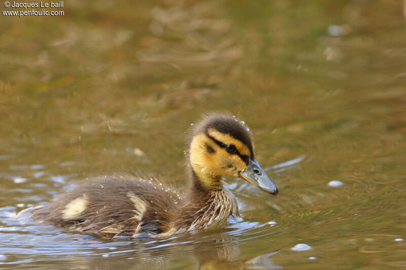 Canard colvert1ère année