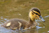 Canard colvert