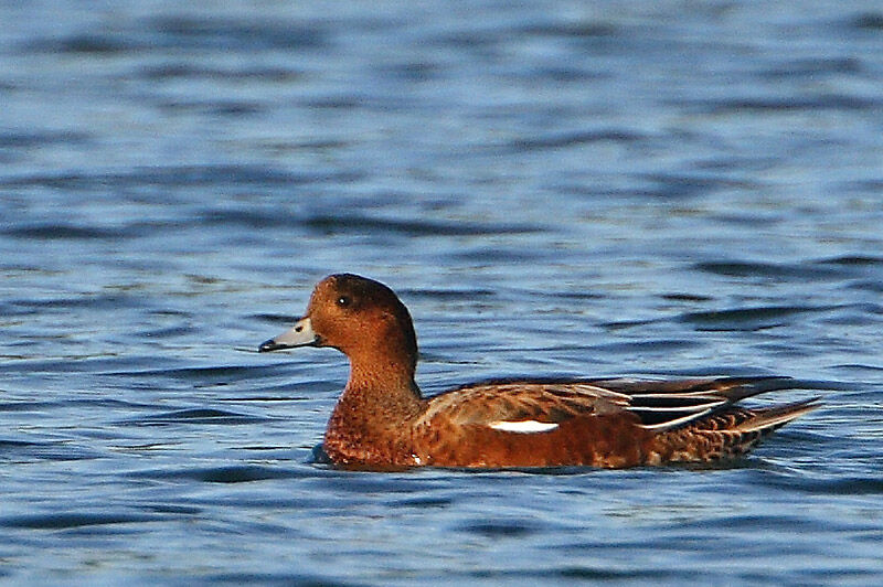 Canard siffleur