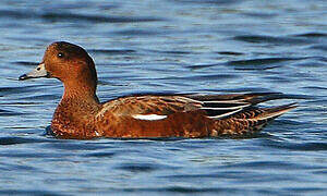 Eurasian Wigeon