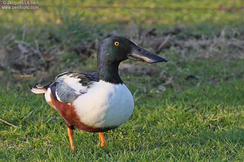 Canard souchet