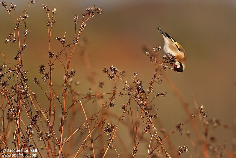 European Goldfinch