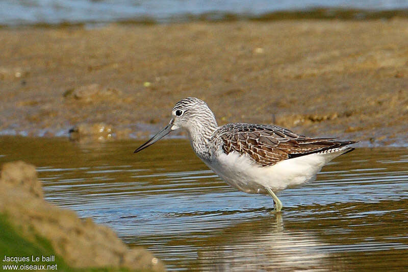 Common Greenshankjuvenile, identification