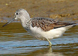 Common Greenshank