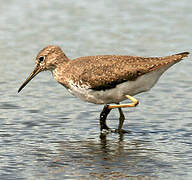 Green Sandpiper