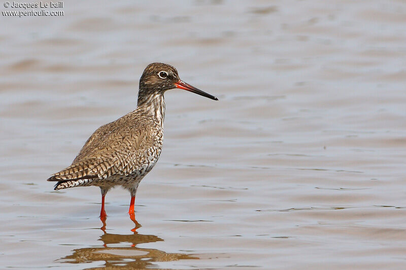 Common Redshank, identification