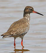 Common Redshank