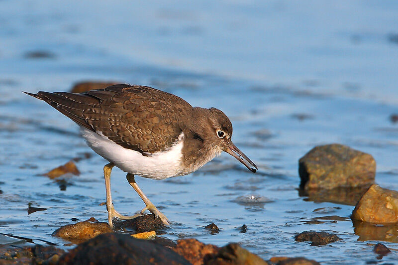 Common Sandpiper