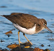 Common Sandpiper