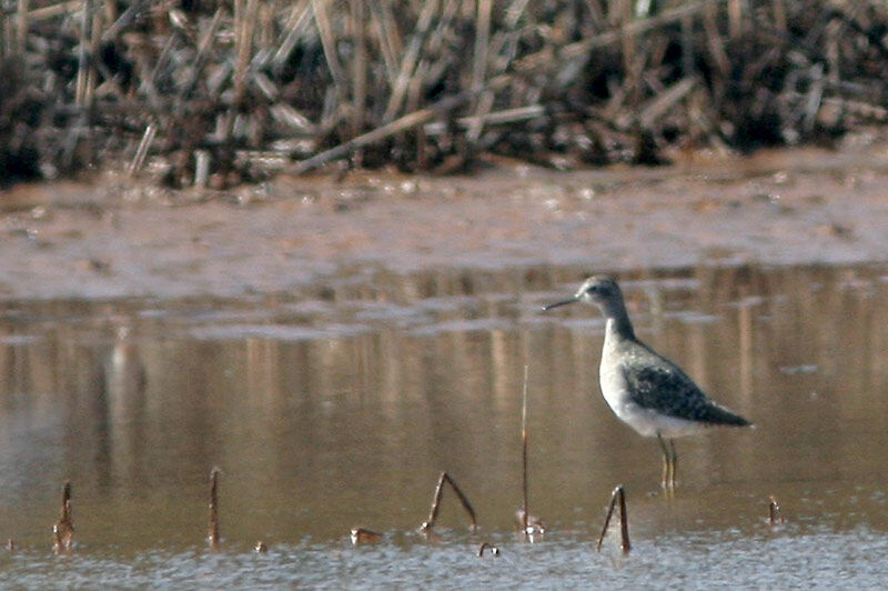 Wood Sandpiper