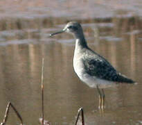 Wood Sandpiper