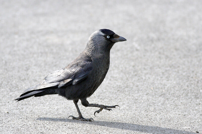 Western Jackdaw