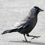 Western Jackdaw