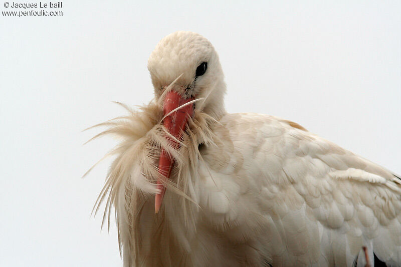 White Stork