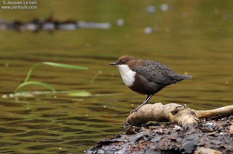 White-throated Dipper