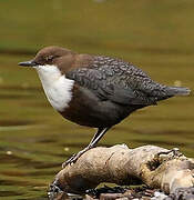 White-throated Dipper