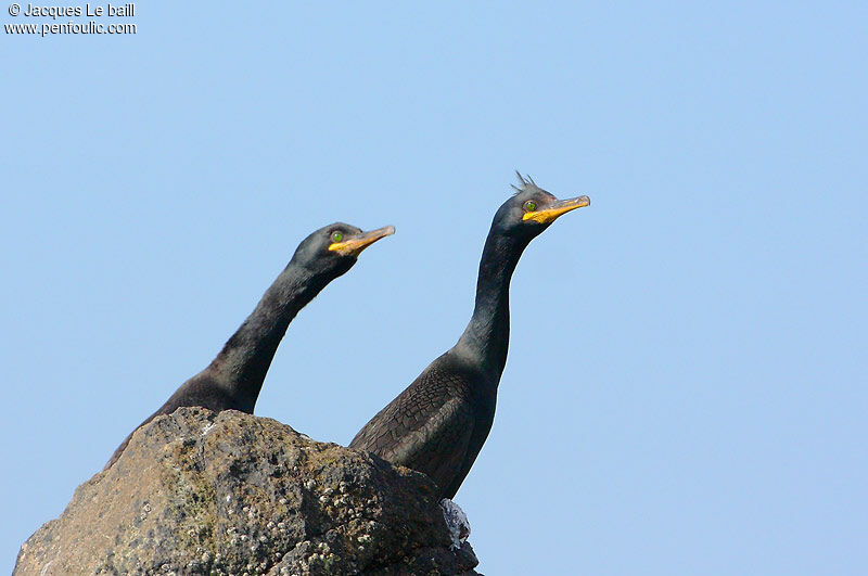 European Shag