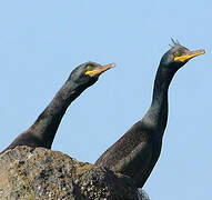 European Shag