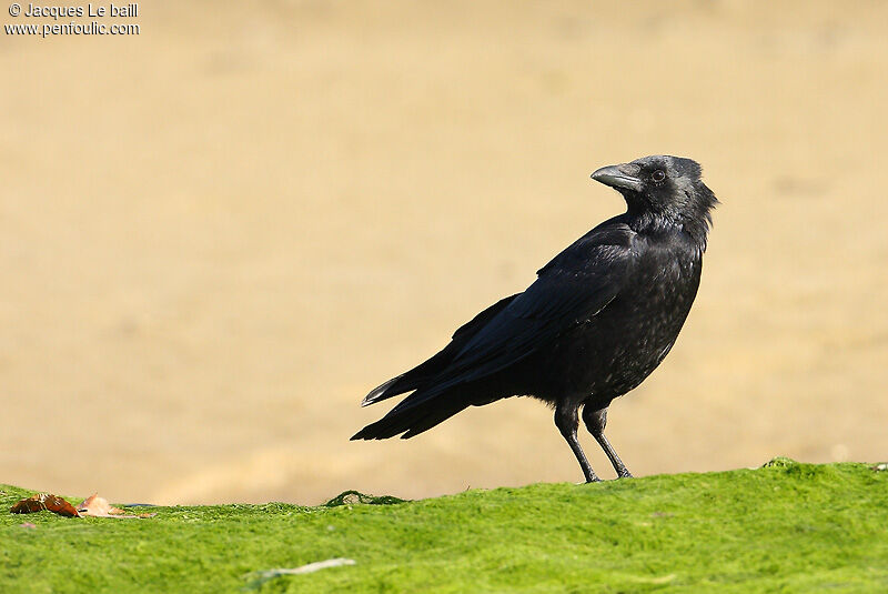 Carrion Crow, identification