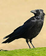 Carrion Crow