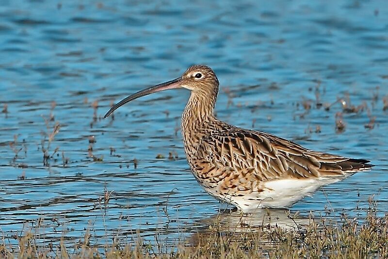 Eurasian Curlew