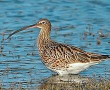 Eurasian Curlew