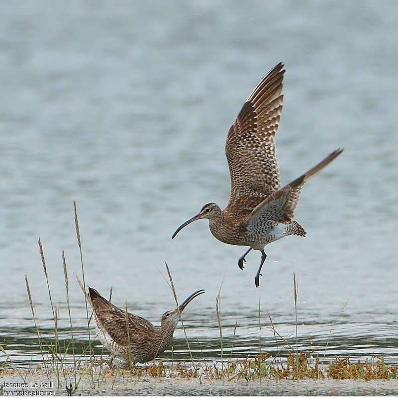 Whimbreladult, Behaviour