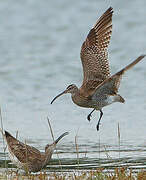 Eurasian Whimbrel