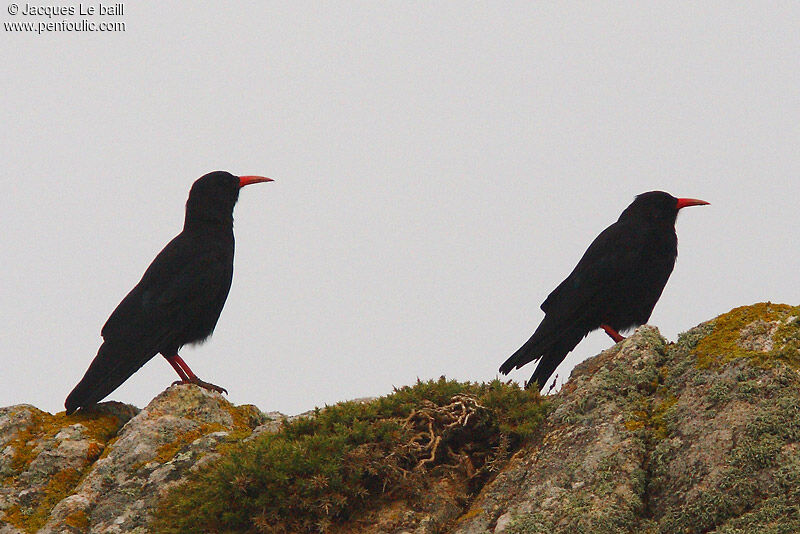 Red-billed Chough