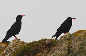 Red-billed Chough