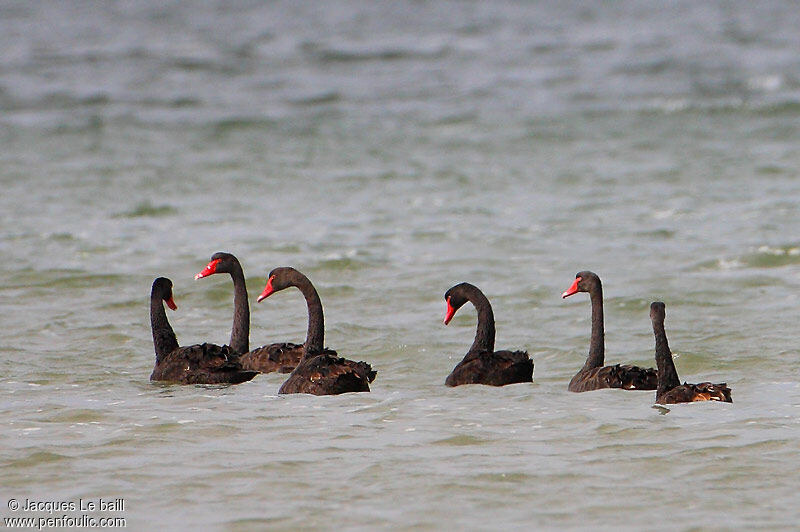 Cygne noir