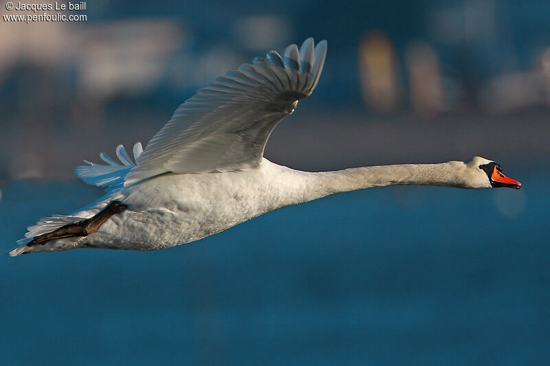 Mute Swan, Flight