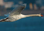 Cygne tuberculé