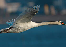 Mute Swan