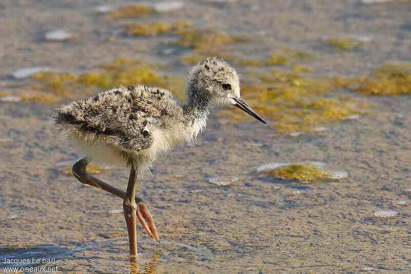 Black-winged StiltPoussin, identification