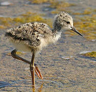 Black-winged Stilt