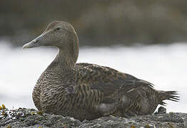 Common Eider