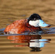 Ruddy Duck