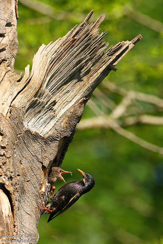 Common Starling, Reproduction-nesting, Behaviour